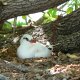 82- Le paille-en-queue couve sous les arbres 